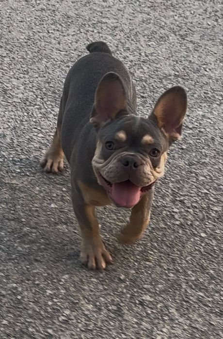 Bulldog frances macho