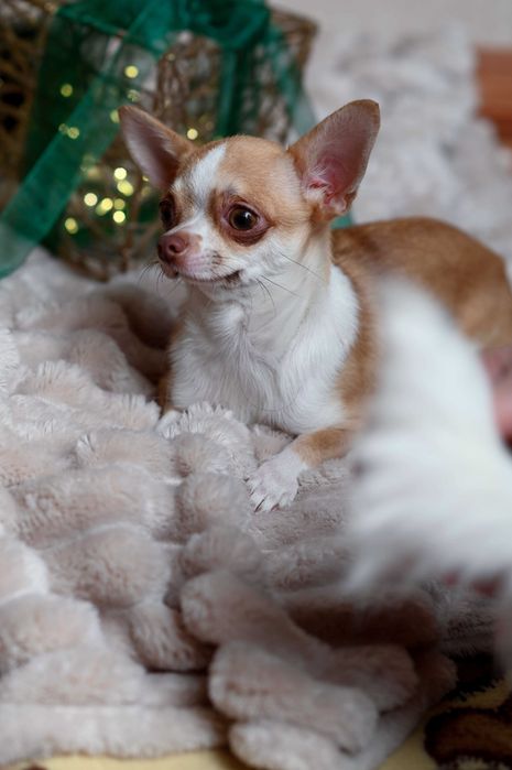 Девчонка чихуахуа в самые надежные руки