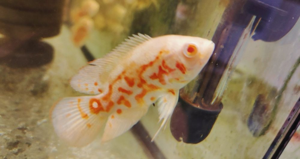 MISIEKZOO Pielęgnice - Pielęgnica Pawiooka