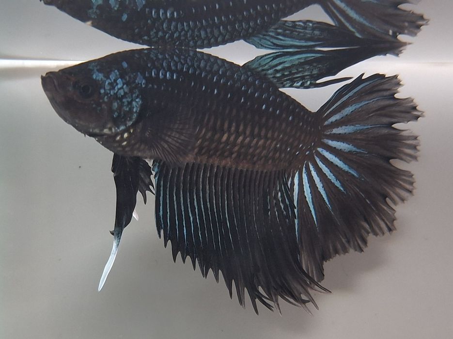 Peixe Betta adulto - 15 €