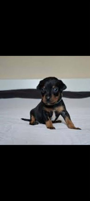 Szczeniaczki pinczer miniaturowy