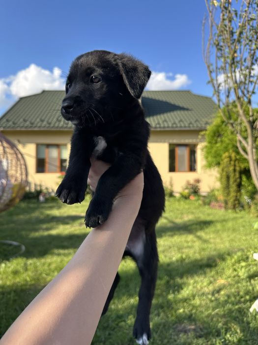 Собачка дівчинка