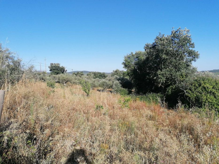 Aluguer de terreno agrícola com 300m2