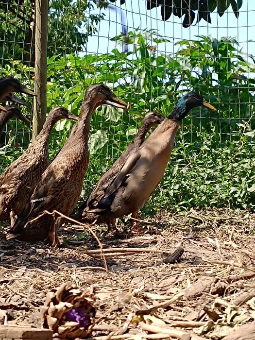 Pato corredor indiano