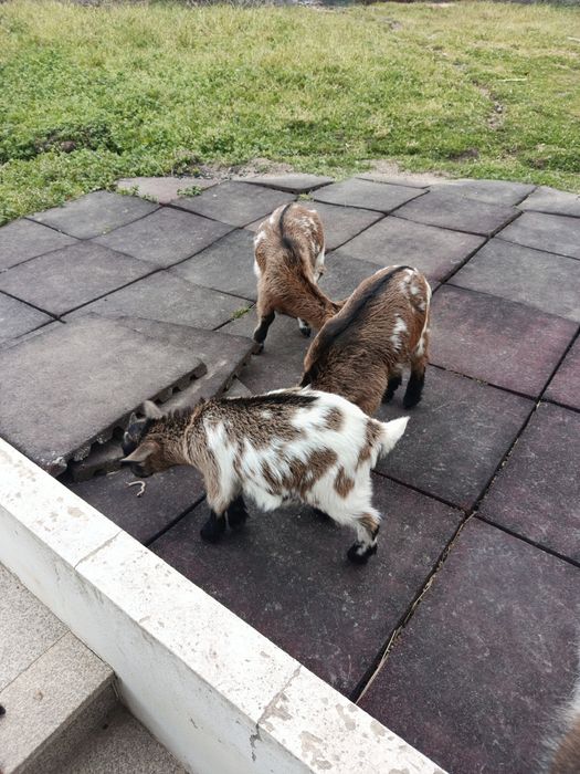 Cabras anãs 2/3 meses
