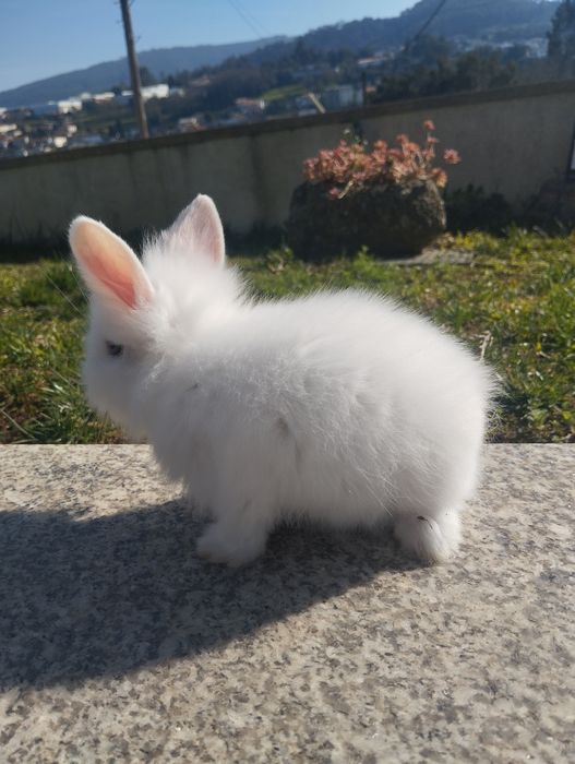 Coelhos de estimação