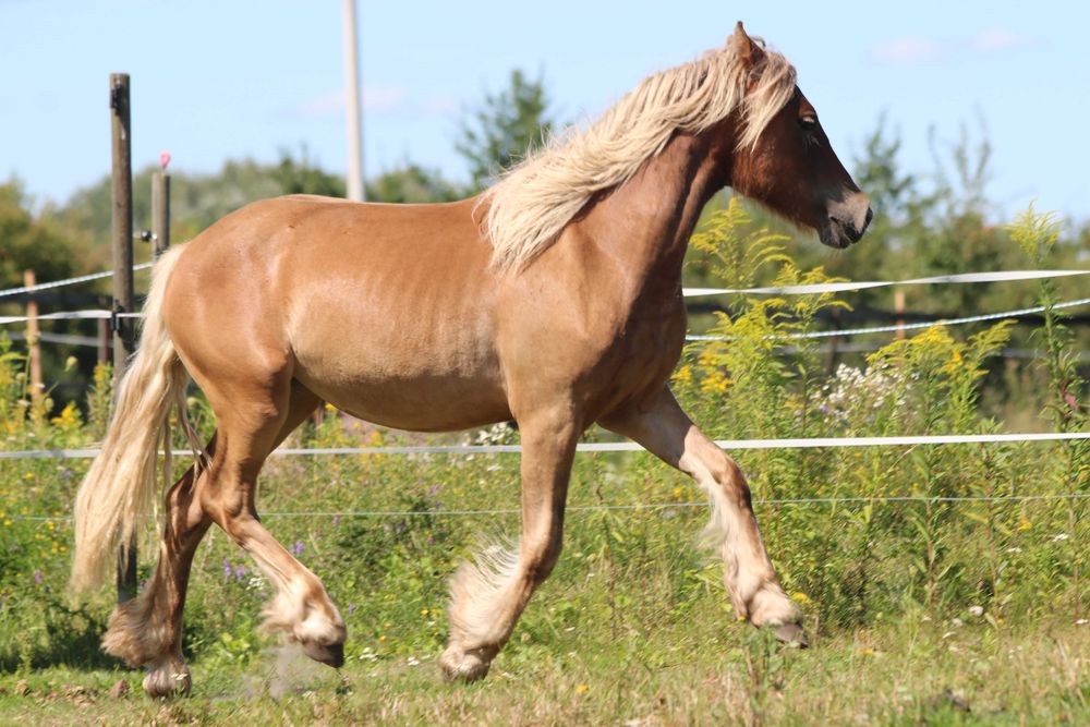 klacz silver bay - GYPSY/IRISH COB (nie tinker)