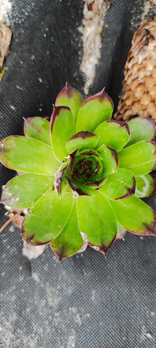 Кімнатні квіти:сукуленти, кактуси,антуріум, алоє, лимон Луцьк