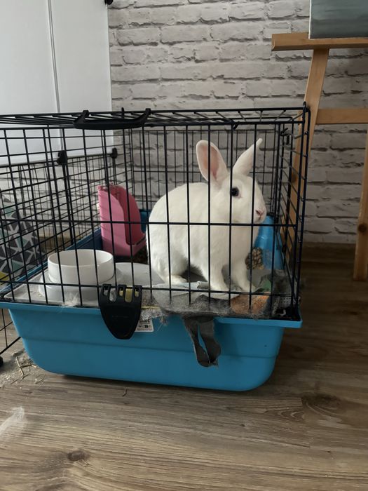 Królik miniaturka