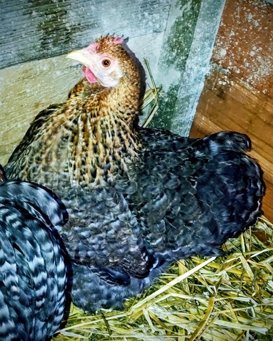 Kochin karzełek/miniaturowy