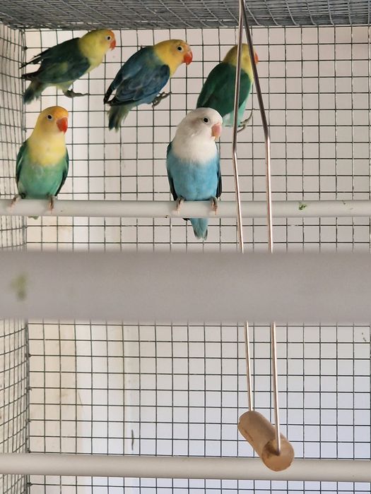 Agapornis fischeri