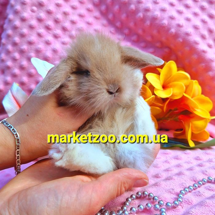 Мини mini lop мiнi кролик вислоухий баранчик карликовые кролики