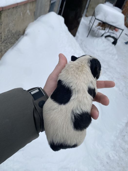 Фокстерєри дуже гарні друзі і охотніки дуже добре ладять з дітками