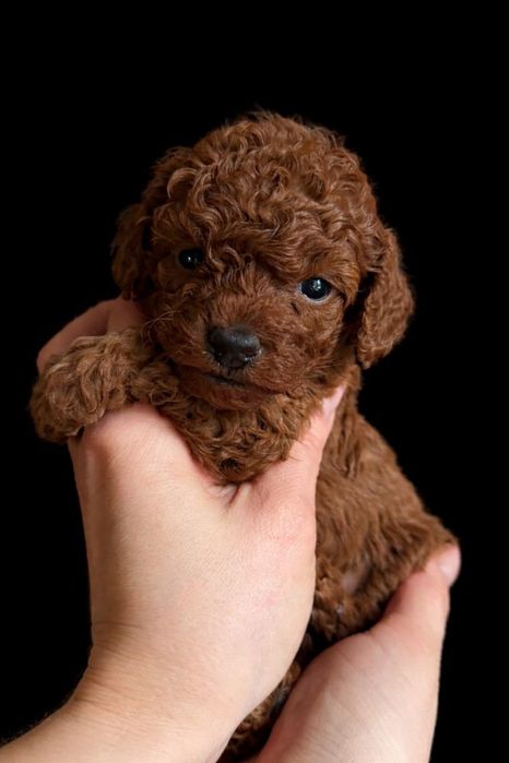 Caniche toy Red Braun