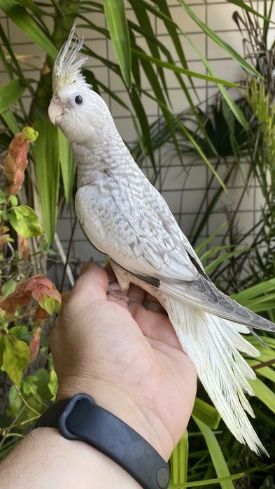 Caturra  Domesticada -( excecional )