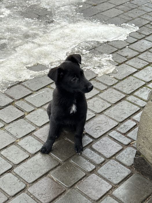 Пиилаштовується цуцик