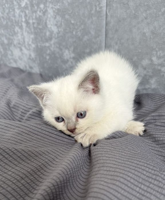 Котики шотландські висловухі