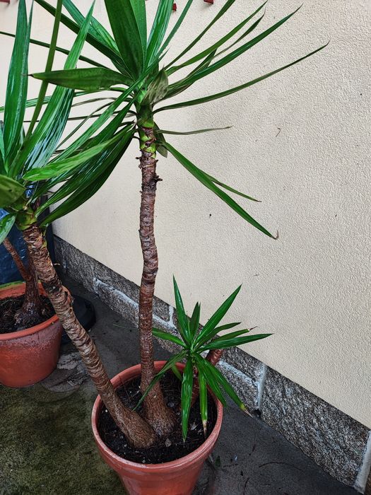 Yuca em vaso com várias medidas