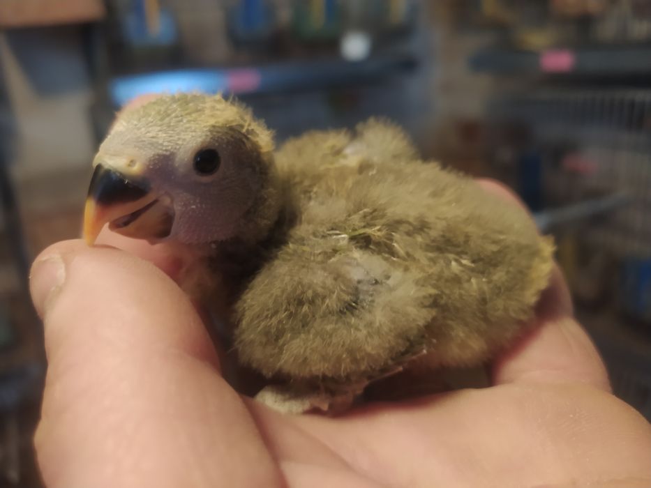 Tenho  agapórnis para acabar criar á mão  foto simbólica