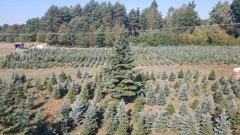 Choinki. Świerki srebrne formowane. 1.0 - 1.8m.