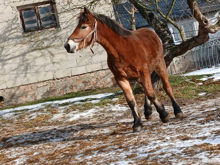 Klaczka dziesięciomiesięczna zimnokrwista