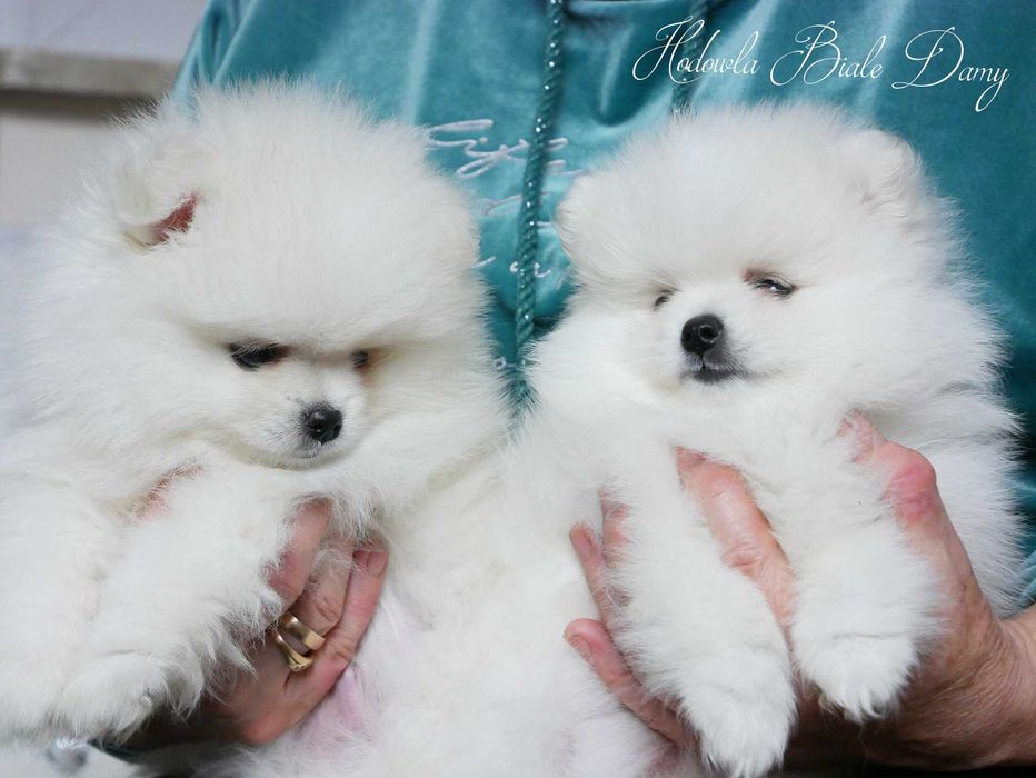 Szpic miniaturowy Suczka Chanel