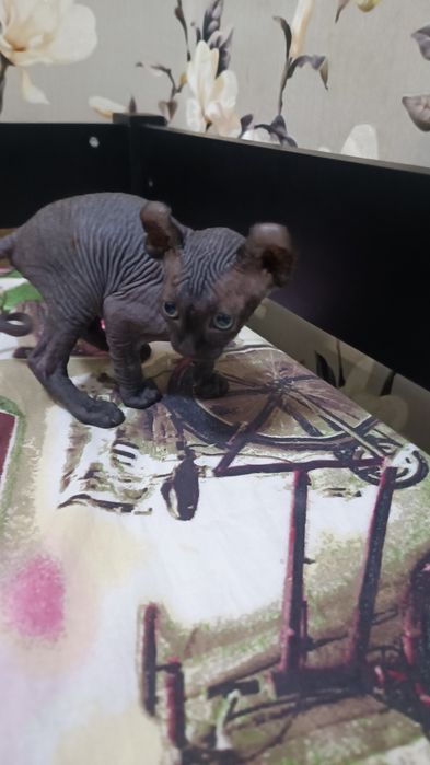 Канадский сфинкс эльф