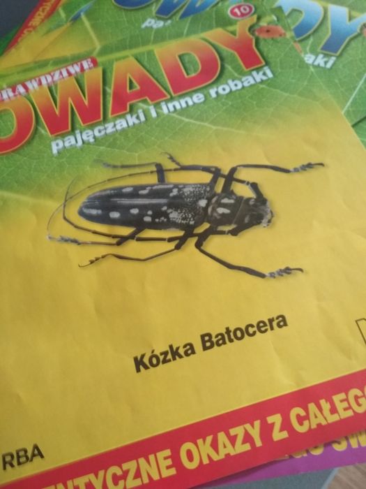 owady  , pajęczaki w żywicy