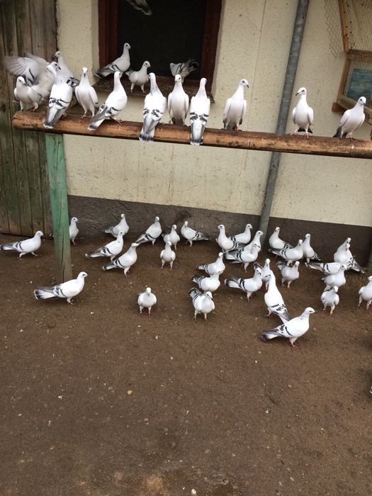 Sprzedam gołębie żałobne łomżyńskie obrączkowane