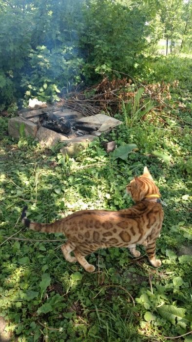 бенгальский кот чемпион