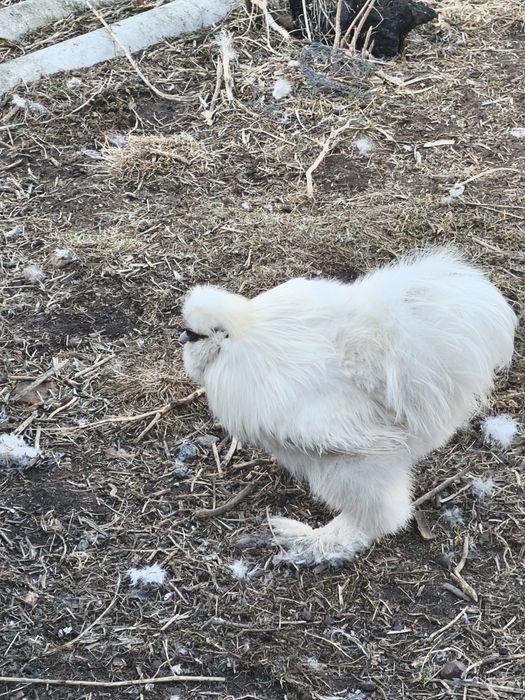 Sprzedam koguty silki