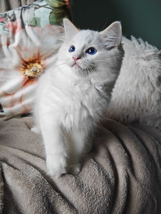Ragdoll przepiękny rudy kocurek , rodowód FPL