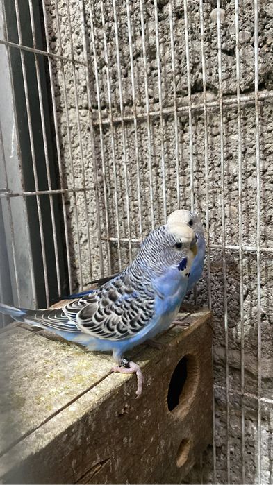 Periquitos (hagoromos, normais)