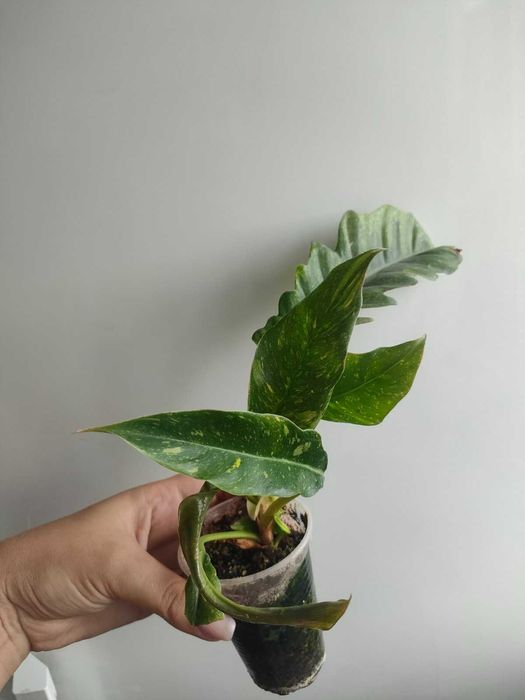 Філодендрон Ring of fire , ринг оф фаєр