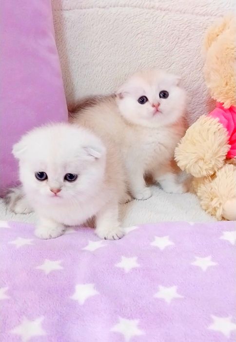 Надзвичайно ніжні  срібні котики шиншили