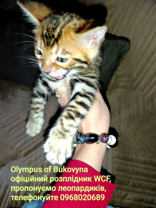 Родовід на ваше прізвище WCF.Бенгали.