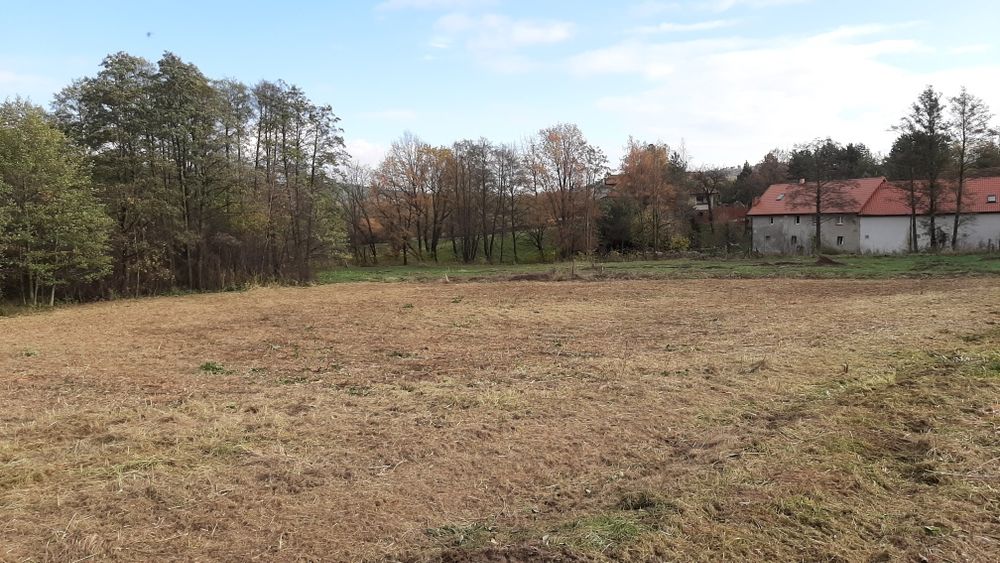 Wycinka samosiejek I koszenie trawy