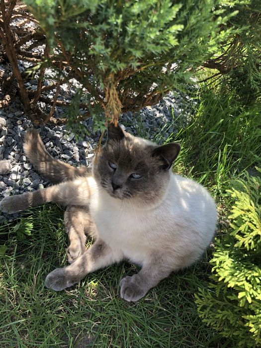 шотландські котята