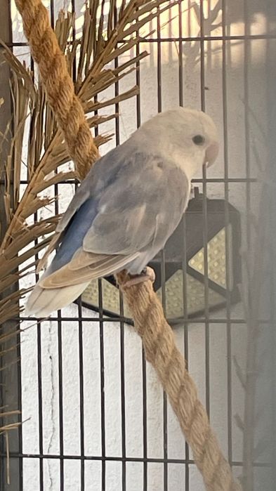 Agapornis roseicollis fêmea sexada