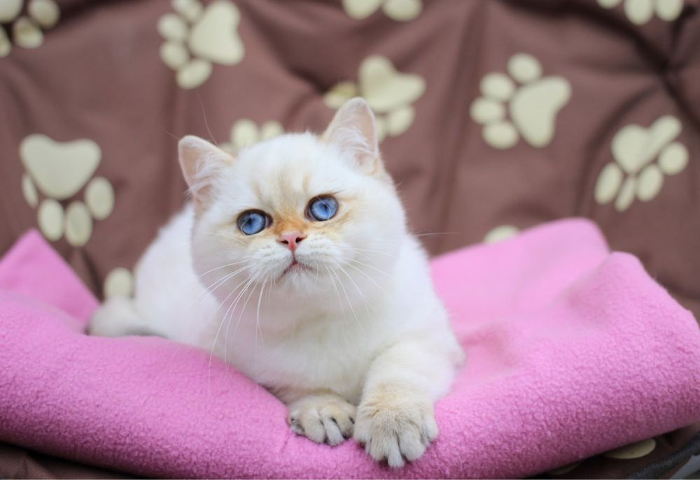 Британский котик по имени Эклер ищет новый дом