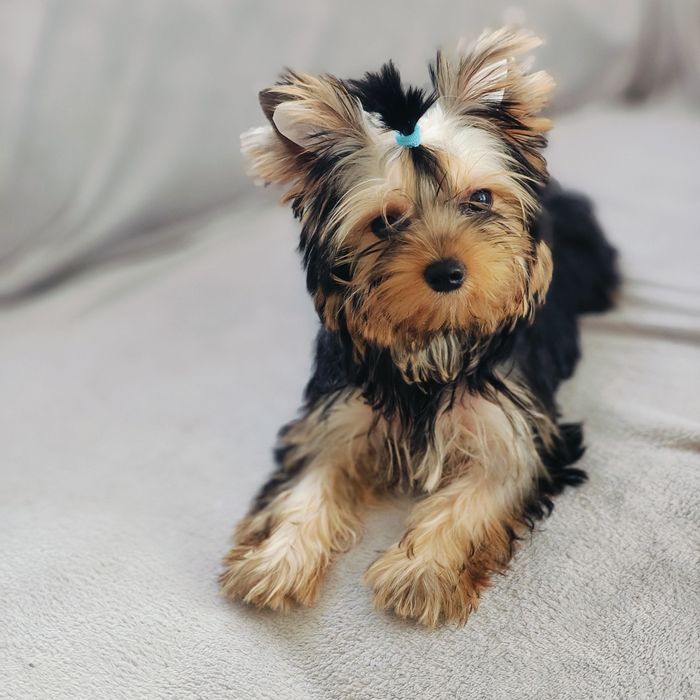 Yorkshire terrier