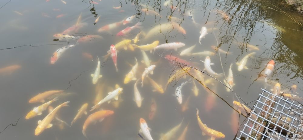 Karp Koi Kohaku Showa Yamatonishiki #GRLKOI