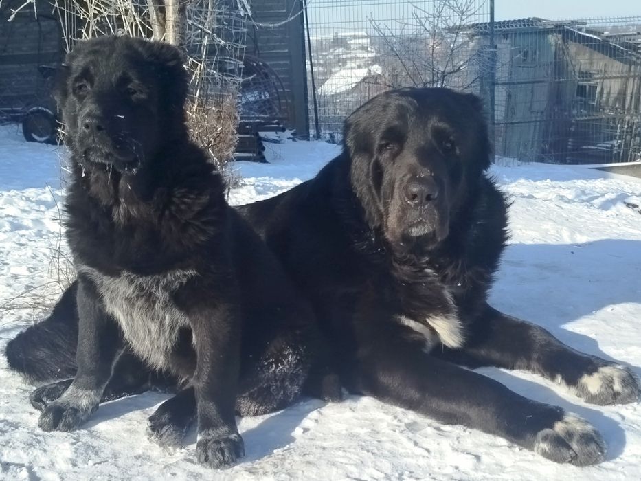 Цуценята САВ, дата народження 20.10.25