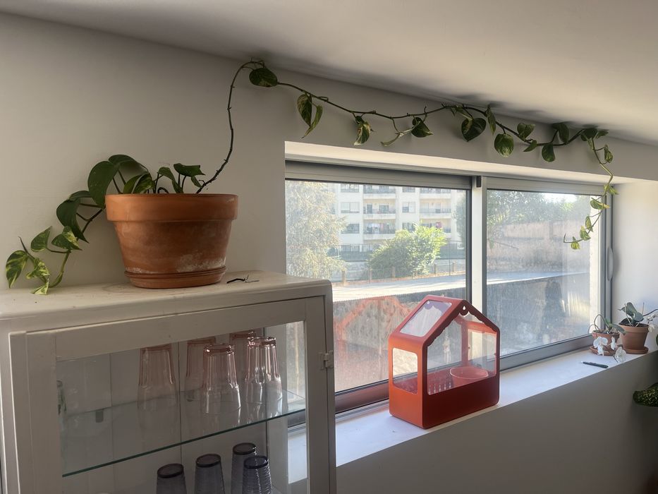 Jiboia dourada  “pothos”