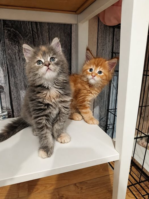 Kotka ruda Maine coon