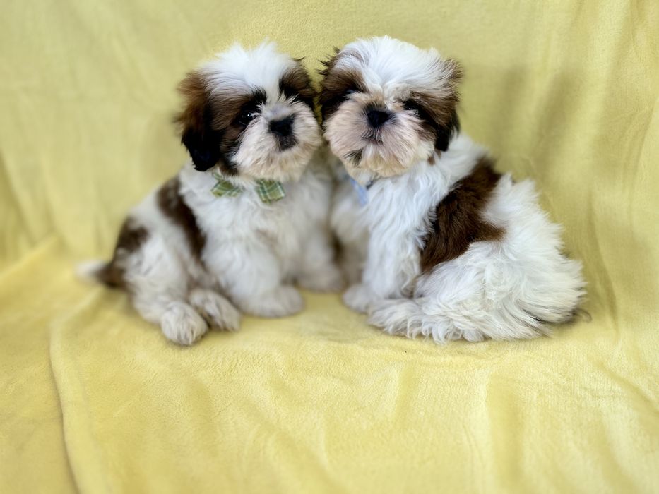 Shih tzu Samiec z Rodowodem