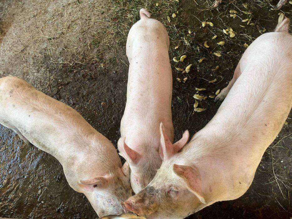 Продаю породисті поросята