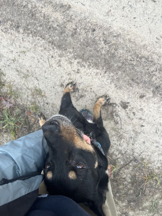 Пропала собака, білки/борова. Звати Джесіка.