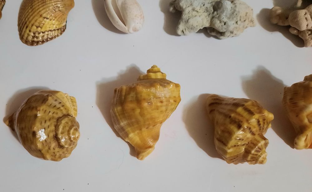 Ракушки. Рапаны. Мушлі. Набор