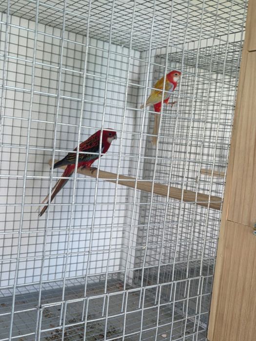 Casal de Roselas Reprodutor